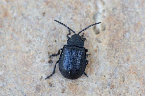 Réf. 244 268 : Galeruca tanaceti